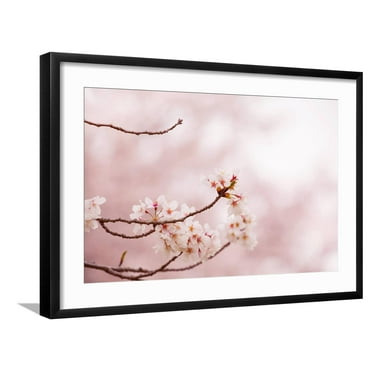 Art.com Spring Cherry Blossoms in Soft Spring Light Art Print by landio, Black Frame Wall Art, 29" x 21"