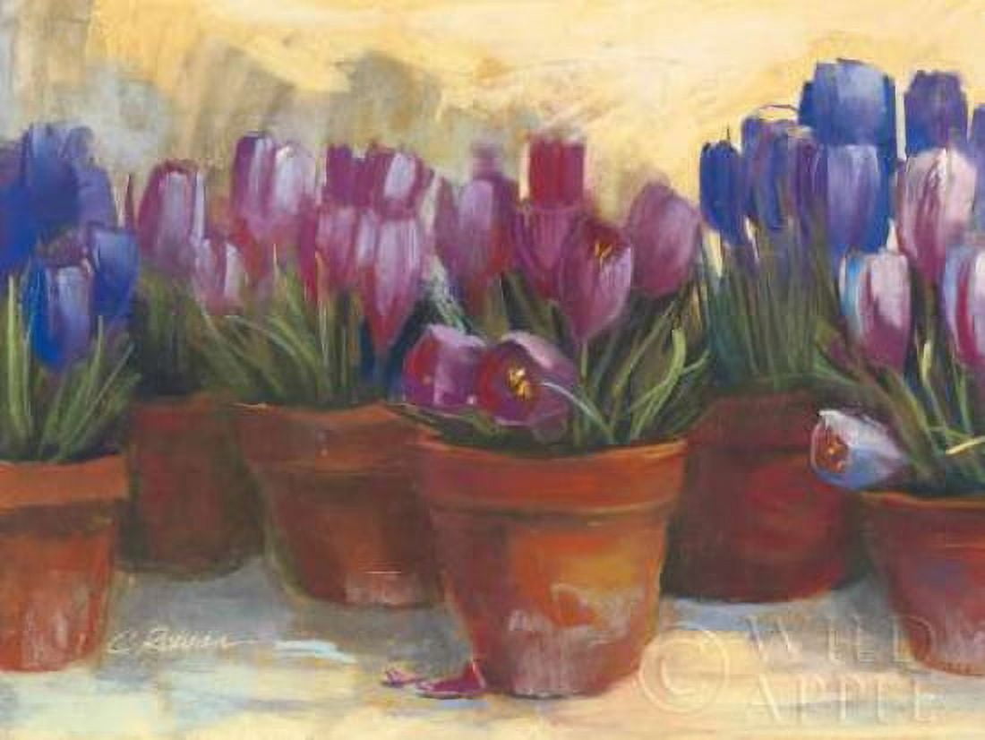 Spring Crocus Canvas Art - Carol Rowan (18 x 24)