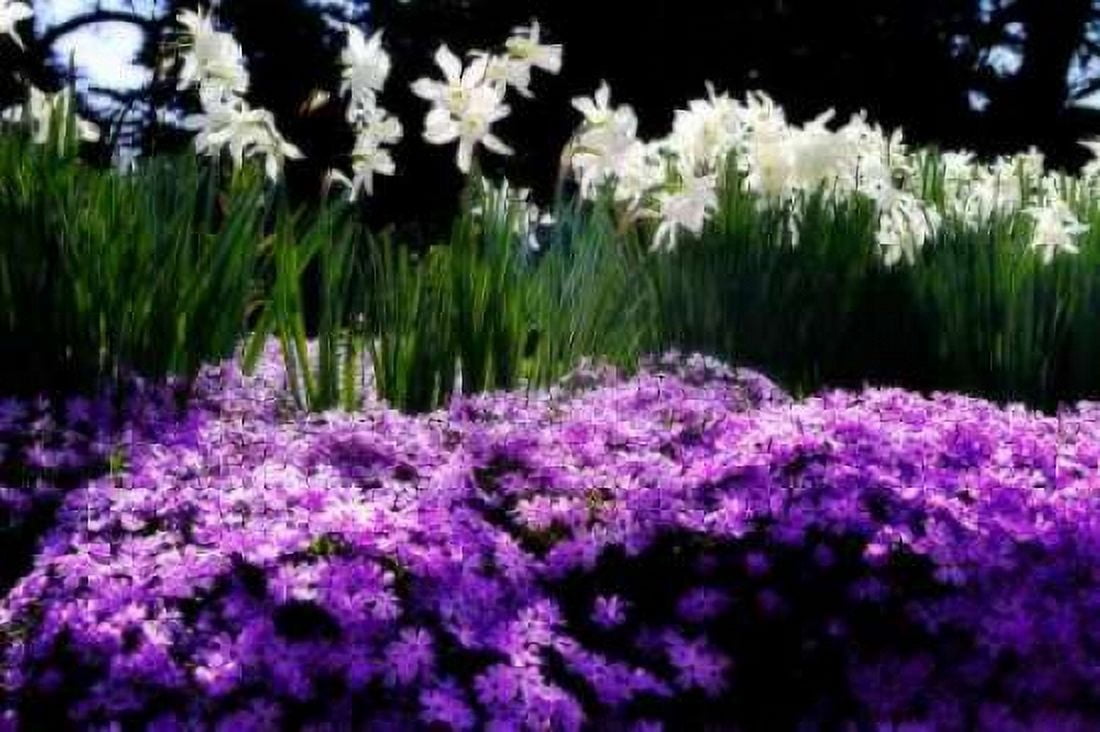 Spring Daffodils II Canvas Art - Alan Hausenflock (20 x 28)