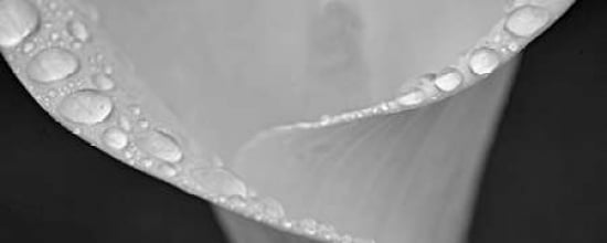 Spring Dew Canvas Art - Dennis Frates (10 x 20)