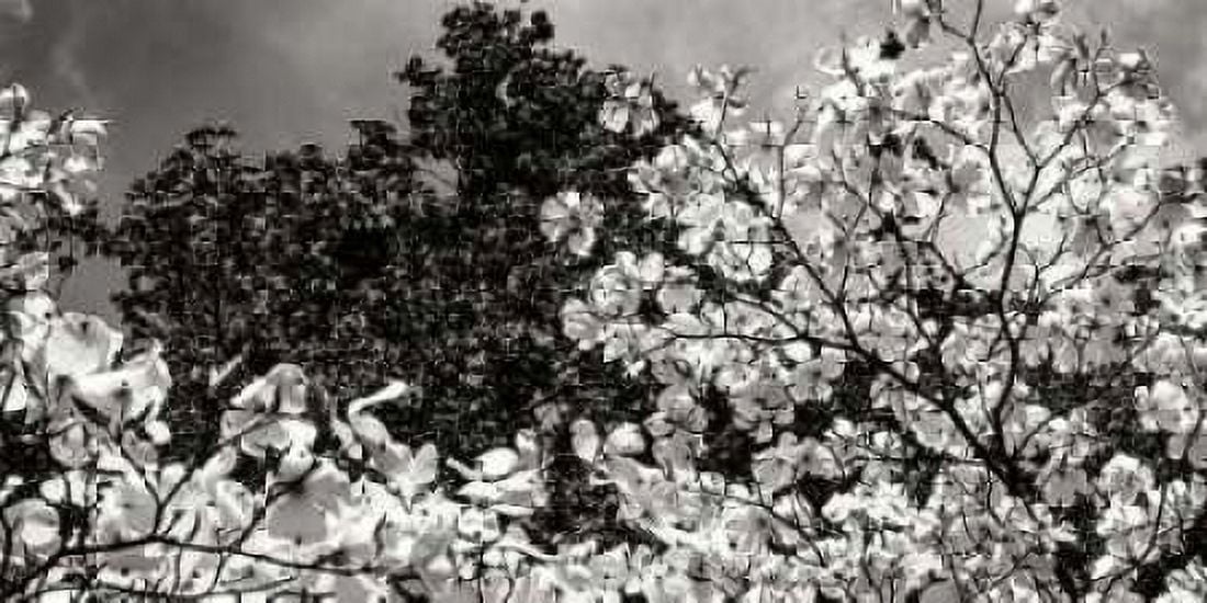 Spring Dogwood II Canvas Art - Alan Hausenflock (10 x 20)