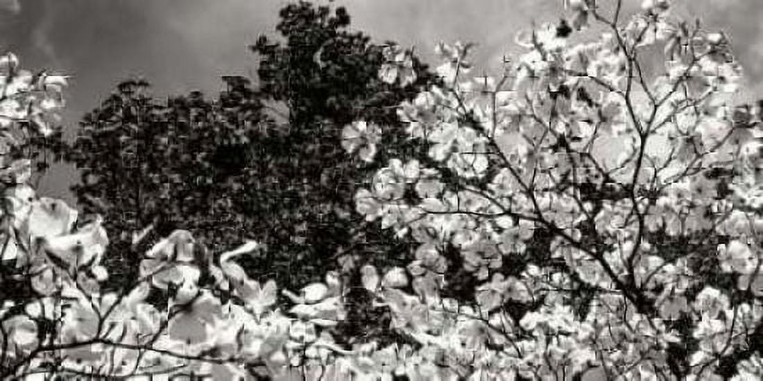 Spring Dogwood II Canvas Art - Alan Hausenflock (24 x 48)