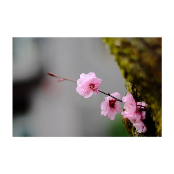 Spring Emerging - Astoria Oregon Photography Cherry Blossom Floral Nature Botanical Flowers Calm Unframed Wall Art Print 16 x 24 inches