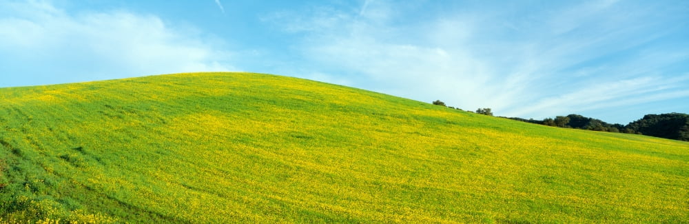 Spring Field Mustard Seed near Lake Casitas California Canvas Art - Panoramic Images (27 x 9)