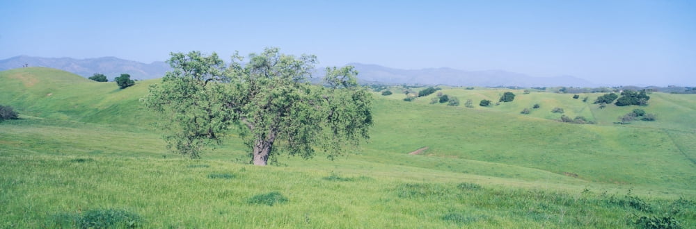 Spring Field Santa Ynez Valley California Canvas Art - Panoramic Images (27 x 9)