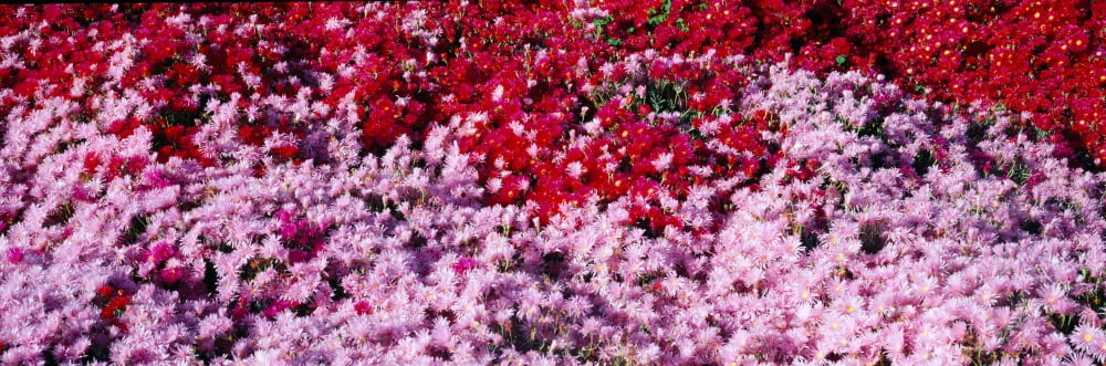 Spring Flowers Canvas Art - Panoramic Images (27 x 9)