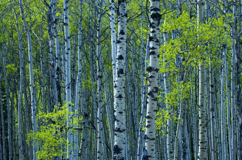 Spring Foliage On Aspen Jasper National Park Alberta Canvas Art - Mike Grandmaison Design Pics (34 x 22)