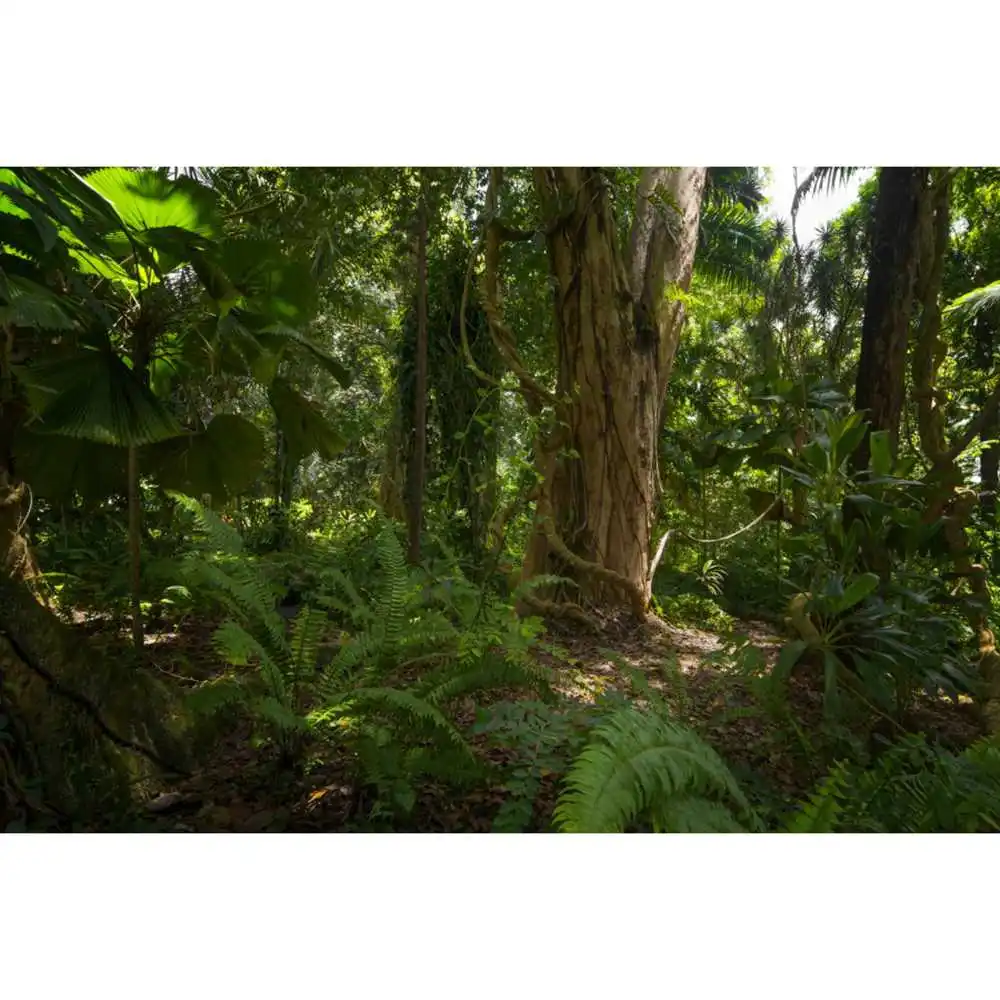 Spring Forest Photography Backdrop Natural Jungle Landscape Photocall ...