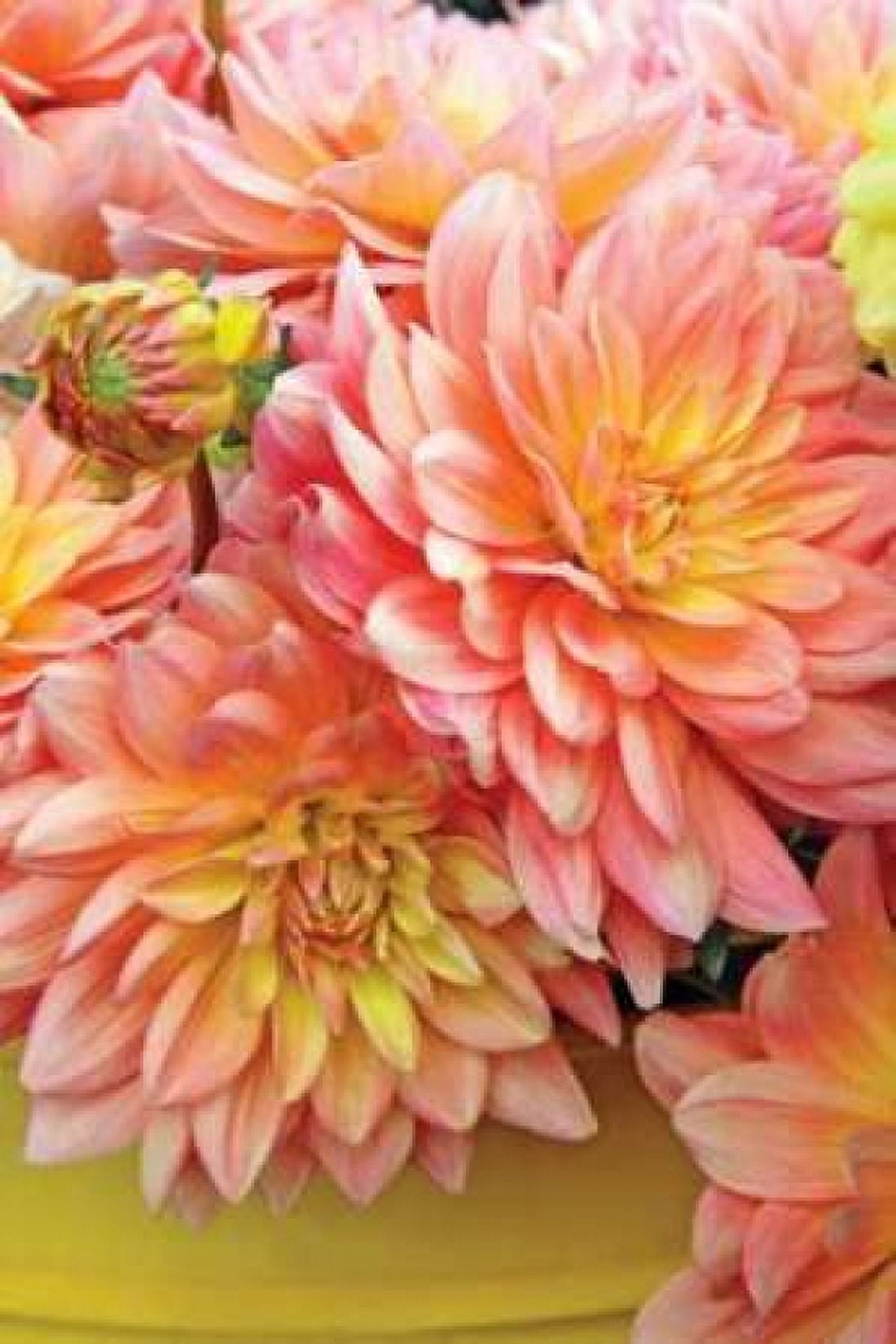 Spring Garden I Canvas Art - Maureen Love (24 x 36)