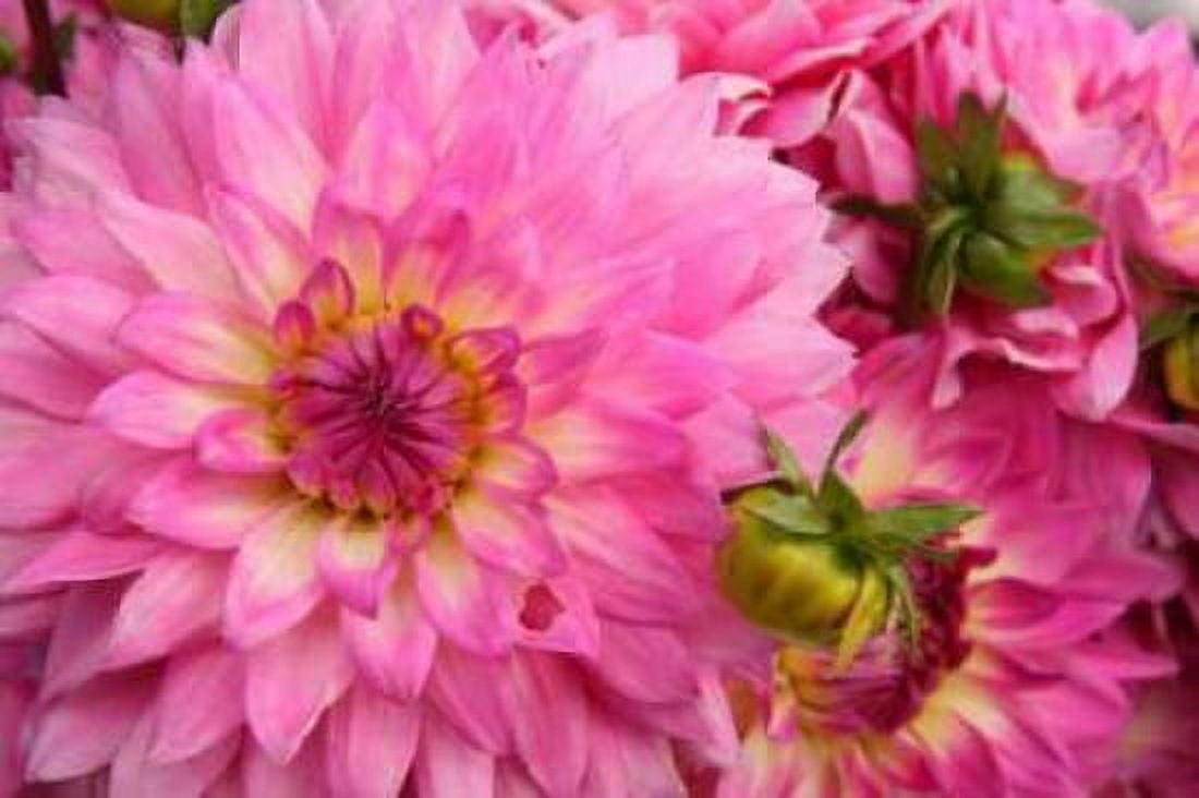 Spring Garden II Canvas Art - Maureen Love (20 x 28)