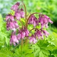 thumbnail image 1 of Spring Gold Bleeding Heart - Dicentra - SHADE - 4" Pot, 1 of 1