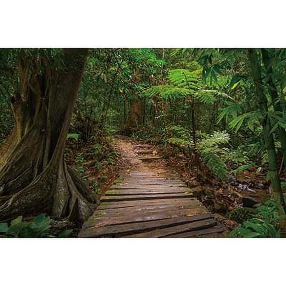Spring Gre Forest Tree Grass Leaves Backdrop Tropical Rainforest Photography Background Photo rations