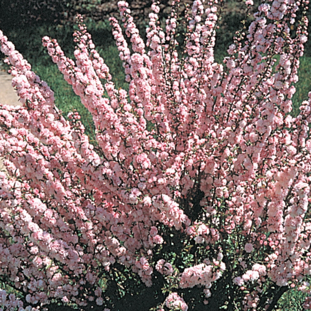 Spring Hill Nurseries 1.50 gal Flowering Ornamental Almond Live Shrub