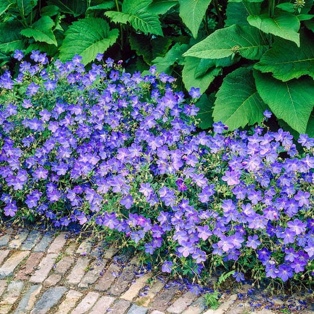 Spring Hill Nurseries 12-18" Johnson's Blue Geranium Live Plants in Bare Root