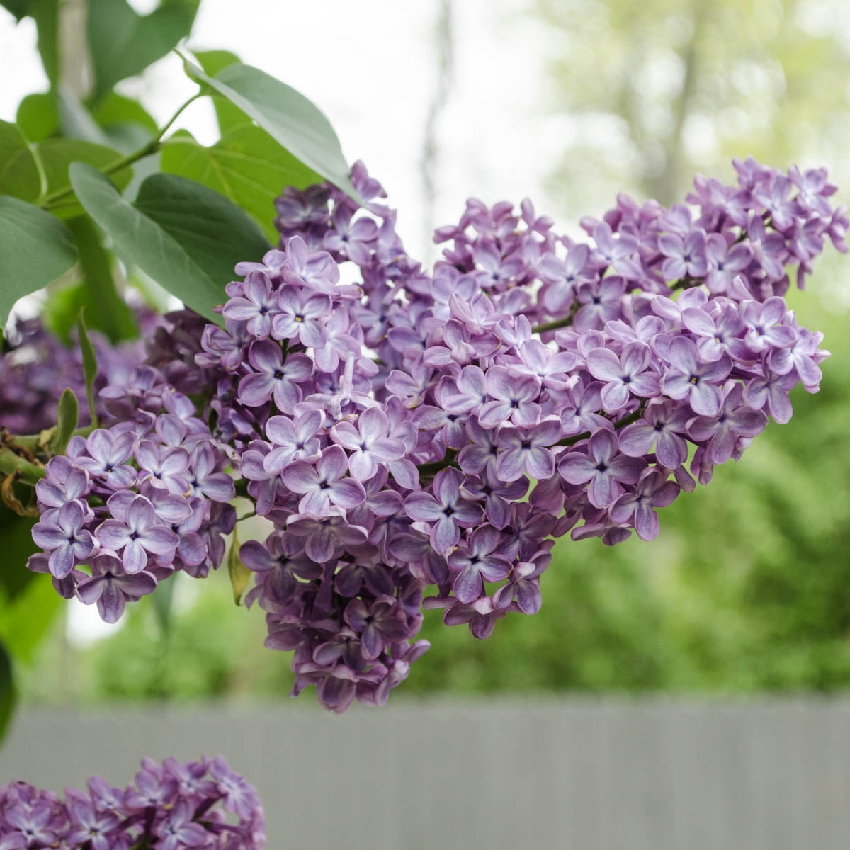 Spring Hill Nurseries 2.50 qt Old Fashioned Purple Lilac Live Shrub