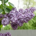 thumbnail image 1 of Spring Hill Nurseries 2.50 qt Old Fashioned Purple Lilac Live Shrub, 1 of 3