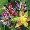 thumbnail image 1 of Mutli-colored Toad Lily Mixture, Dormant Bare Root Perennial Plants, 3-Pack, 1 of 3