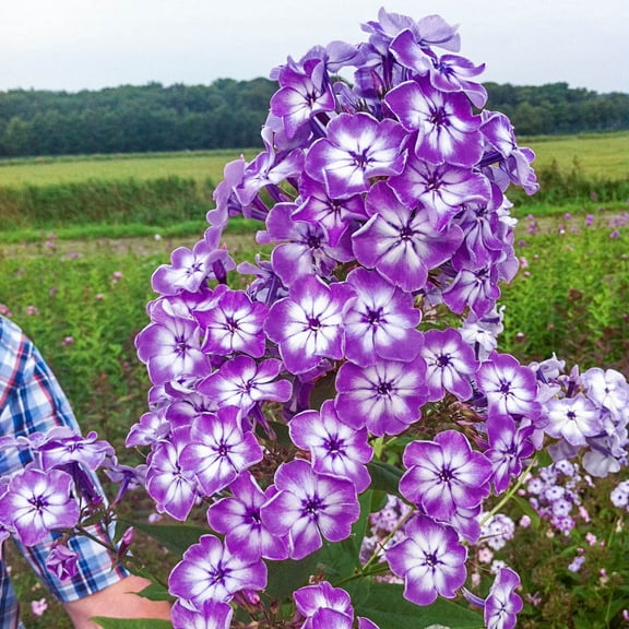 Spring Hill Nurseries 36" Goliath Tall Hardy Phlox Live Plants in None (5 Count)