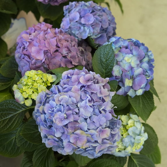 Spring Hill Nurseries Blue or Pink Flowering L.A. Dreamin' Hydrangea, 4-Inch Potted Deciduous Shrub