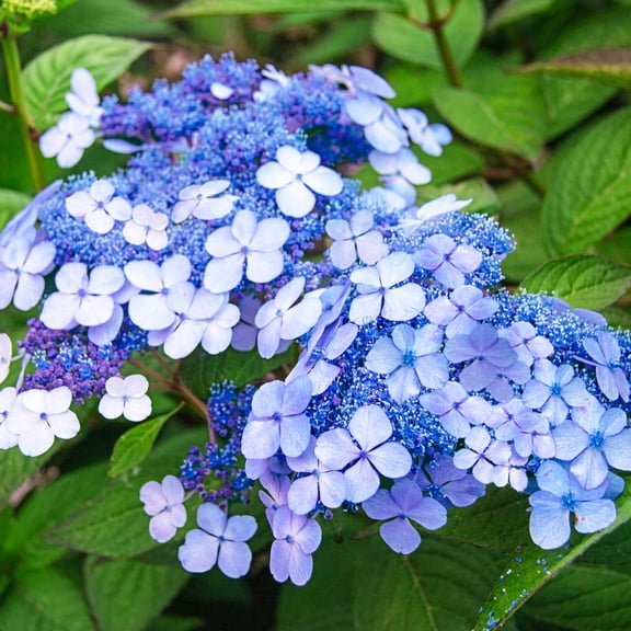 Spring Hill Nurseries Blue or Pink Flowering Teller's Blue Hydrangea, 4-Inch Potted Deciduous Shrub, 1-Pack
