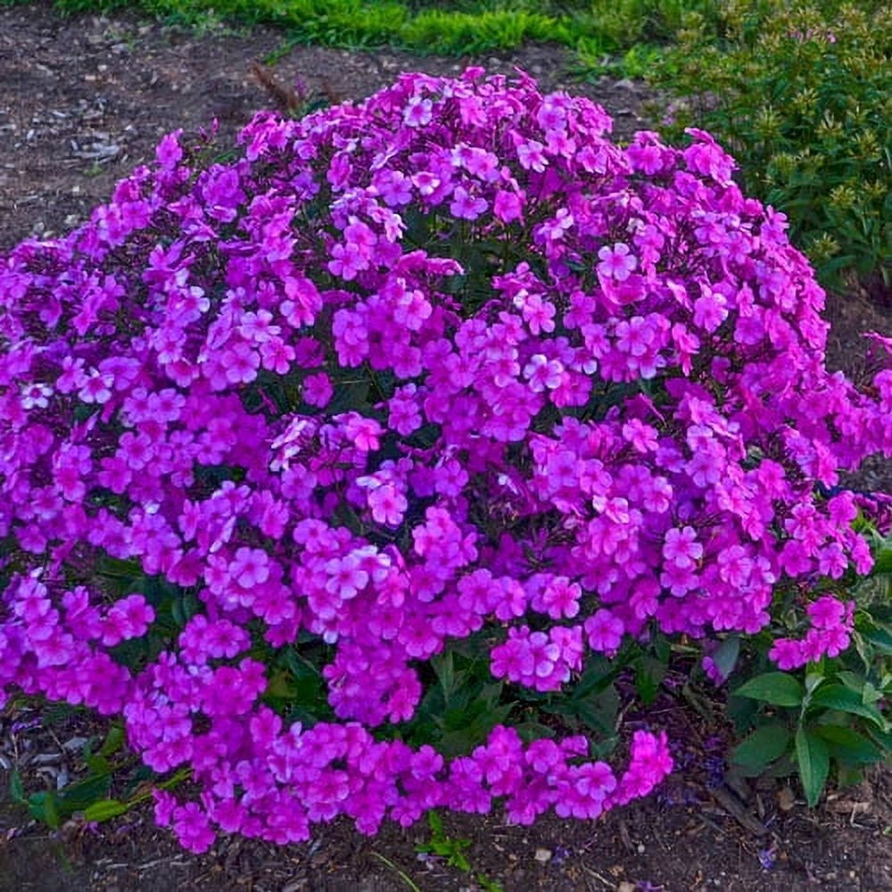 Lavender Purple Phlox Cloudburst Outdoor Perennial Plant