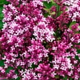thumbnail image 1 of Direct Gardening Be Right Back Reblooming Lilac Bush Dormant Bare Root Pink Flowering Starter Shrub, 1 of 6
