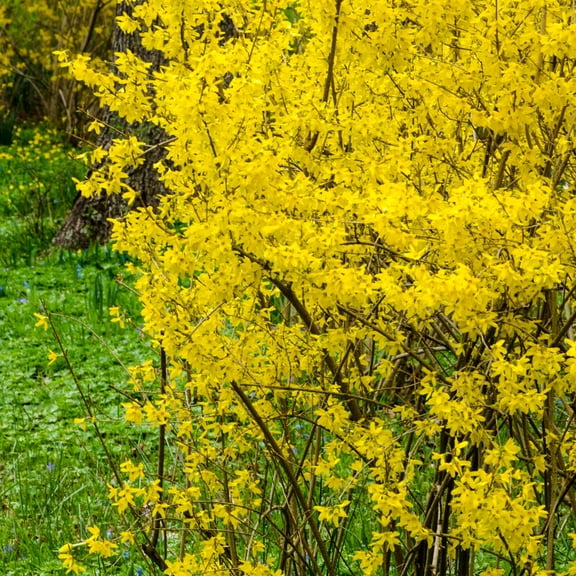 Spring Hill Nurseries Lynwood Gold Forsythia Live Shrub