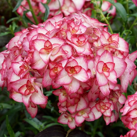 Spring Hill Nurseries Miss Saori Hydrangea Live Shrub