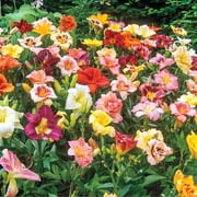 Spring Hill Nurseries Mulit-Colored Flowering Reblooming Daylily Mix Bare Root Perennial Plants, 5-Pack