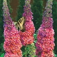 thumbnail image 1 of Spring Hill Nurseries Multi-Colored Flowering Butterfly Bush Buddleia, 4-Inch Potted Deciduous Shrub, 1-Pack, 1 of 2