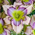thumbnail image 1 of Spring Hill Nurseries Multi-Colored Flowering Handwriting on the Wall Reblooming Daylily Bare Root Perennial, 1-Pack, 1 of 2