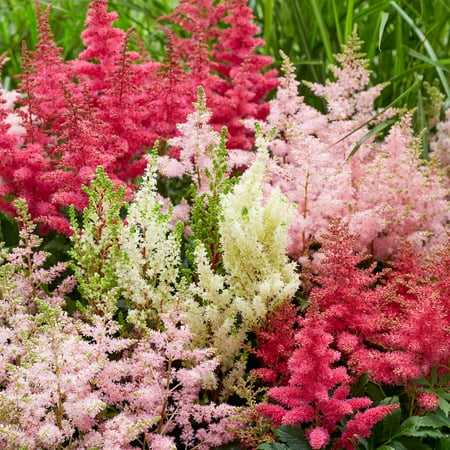 Spring Hill Nurseries Multi-colored Flowering Astilbe Mixture Bare Root Perennial Plants, 6-Pack