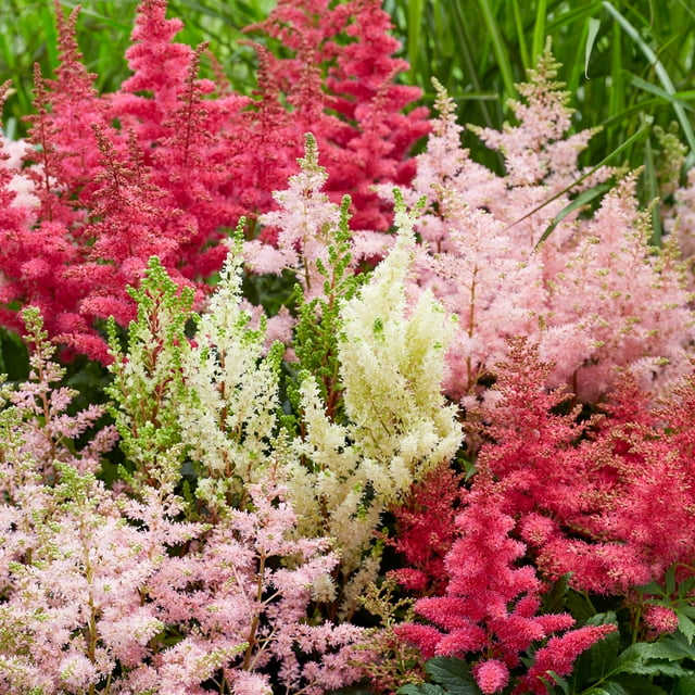 Spring Hill Nurseries Multi-colored Flowering Astilbe Mixture Bare Root Perennial Plants, 6-Pack