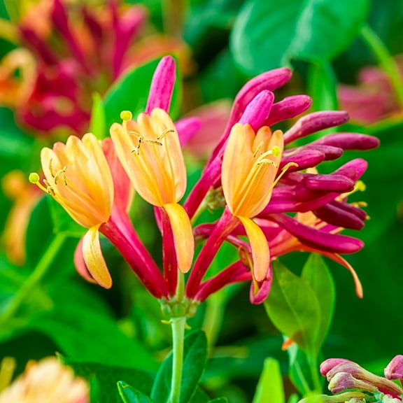 Spring Hill Nurseries Pink Flowering Goldflame Honeysuckle, 4-Inch Potted Deciduous Vine, 1-Pack