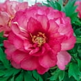 thumbnail image 1 of Spring Hill Nurseries Pink Flowering Julia Rose Itoh Peony, 4-Inch Potted Perenial Plant, 1-Rack, 1 of 2