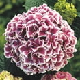 thumbnail image 1 of Spring Hill Nurseries Pink Flowering Raspberry Parfait Hydrangea, 4-Inch Potted Deciduous Shrub, 1-Pack, 1 of 2