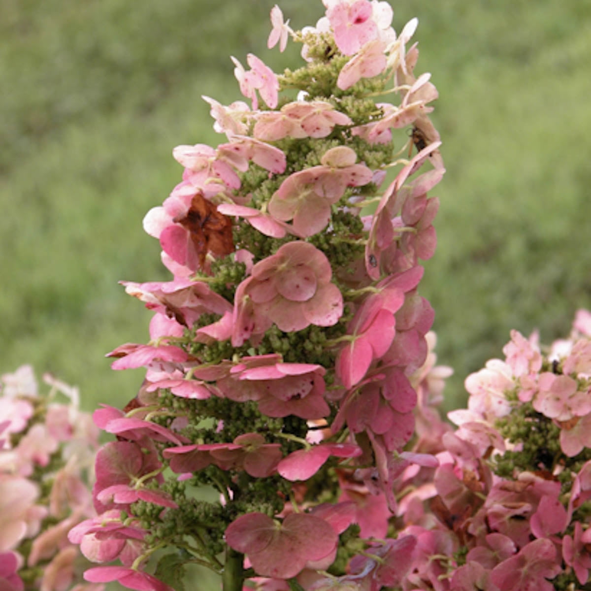 Spring Hill Nurseries Oakleaf Hydrangea - Thumbnail 3