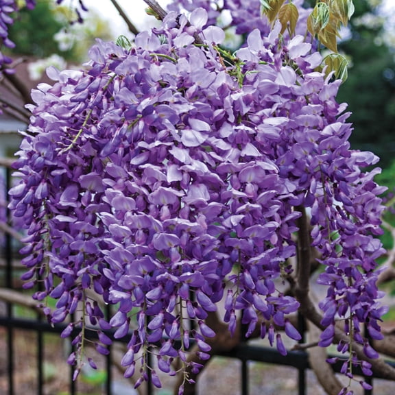 Spring Hill Nurseries Purple Flowering Blue Moon Wisteria, 4-Inch Potted Deciduous Vine, 1-pack