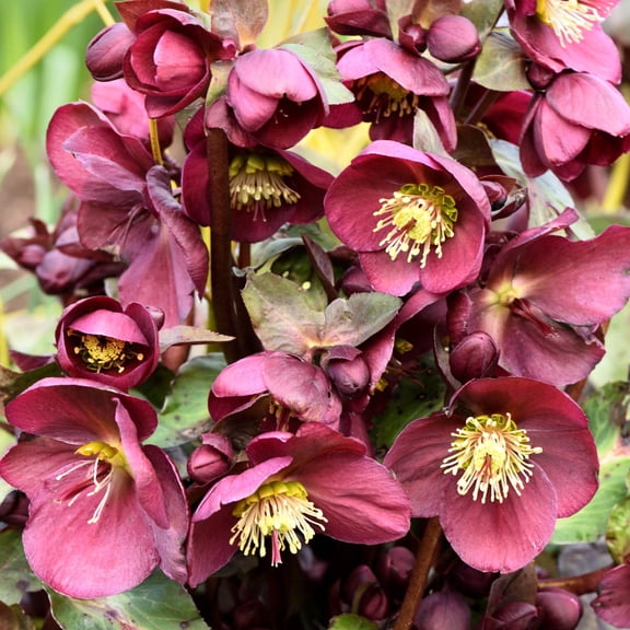 Spring Hill Nurseries Red Flowering Anna's Red Lenten Rose Hellebore, 4-Inch Potted Perennial Plant, 1-Pack