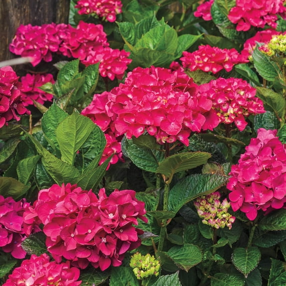 Spring Hill Nurseries Red Flowering Glowing Embers Hydrangea, 2 Gallon Potted Deciduous Shrub, 1-Pack