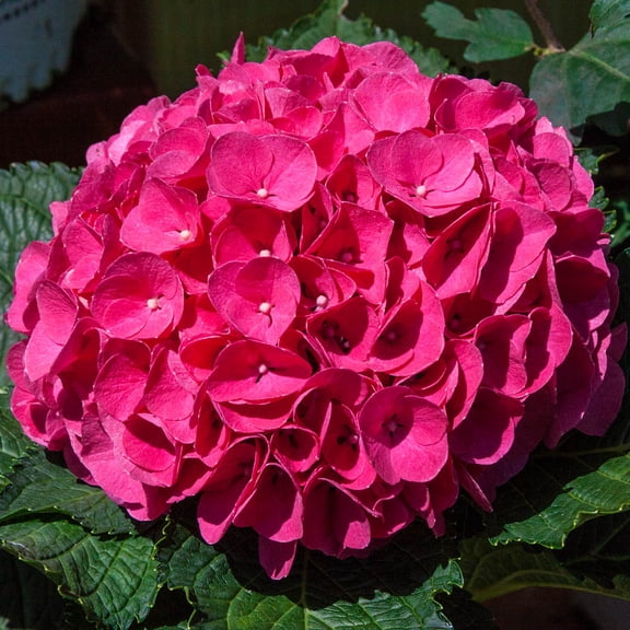 Spring Hill Nurseries Red Flowering Glowing Embers Hydrangea, 4-Inch Potted Deciduous Shrub, 1-Pack