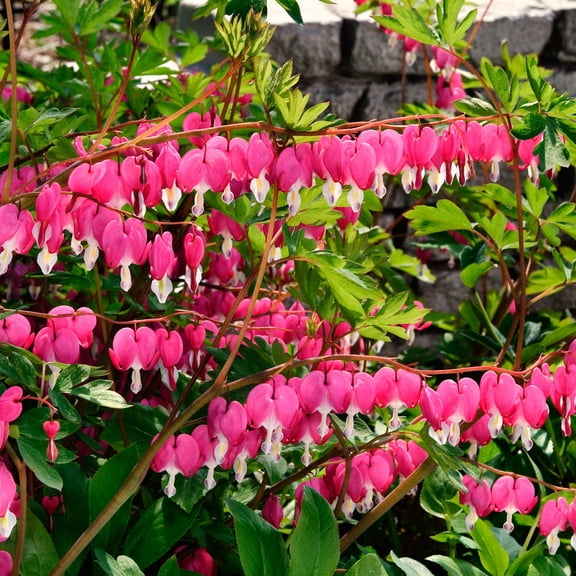 Spring Hill Nurseries Spectabilis Bleeding Heart Bare Root Perennial Plant, 1-Pack