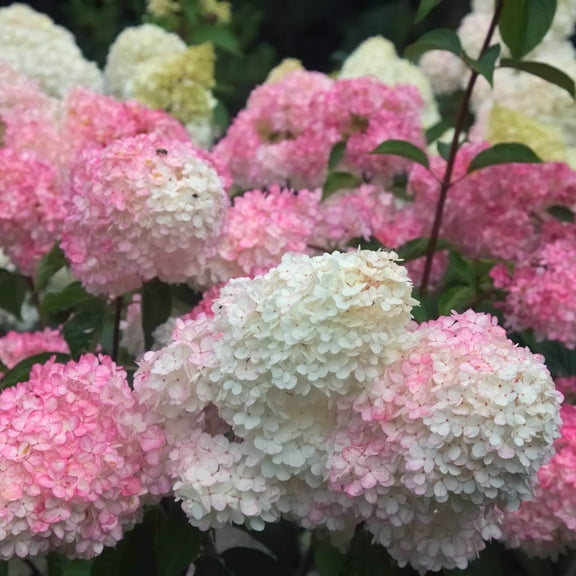 Vanilla Strawberry Hydrangea Dormant Bare Root Flowering Starter Shrub