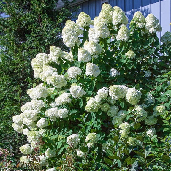 Spring Hill Nurseries White Flowering Limelight Hydrangea, 4-Inch Potted Deciduous Shrub, 1-Pack