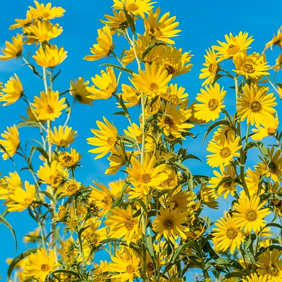 Spring Hill Nurseries Yellow Flowering Maximillian Sunflower (Helianthus) Bare Root Perennial Plants, 3-Pack