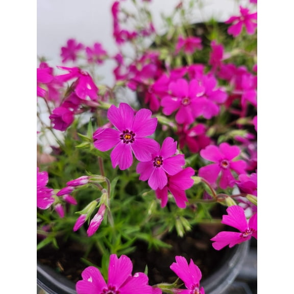 Spring Hot Pink Moss Phlox