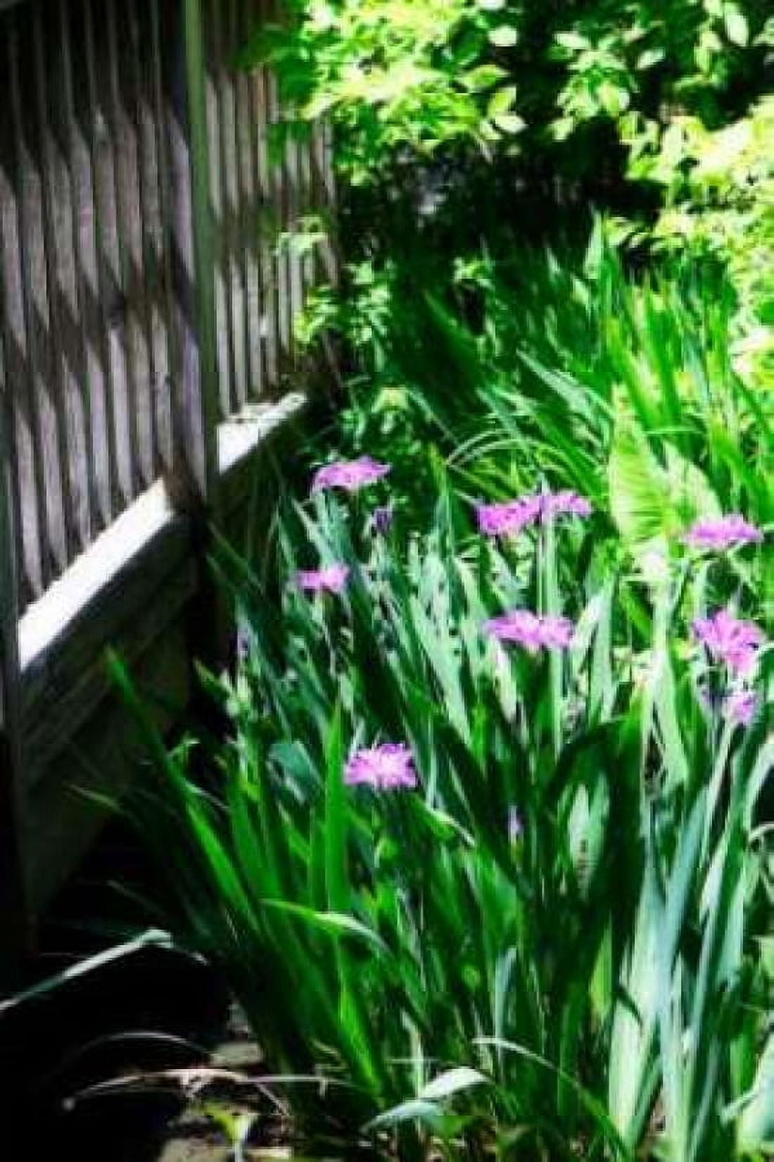 Spring Iris II Canvas Art - Alan Hausenflock (20 x 28)
