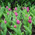 thumbnail image 1 of Spring Lavender Trophy Tulips, 10 Bulbs - Purple Flowers - Attracts Bees & Butterflies - Spring Blooming, Easy to Grow & Maintain, 1 of 6