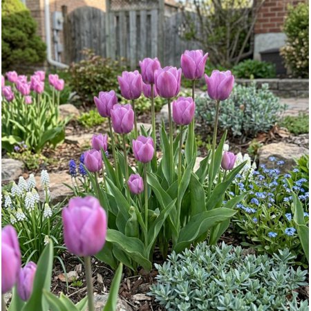Spring Lavender Trophy Tulips, 10 Bulbs - Purple Flowers - Attracts Bees & Butterflies - Spring Blooming, Easy to Grow & Maintain