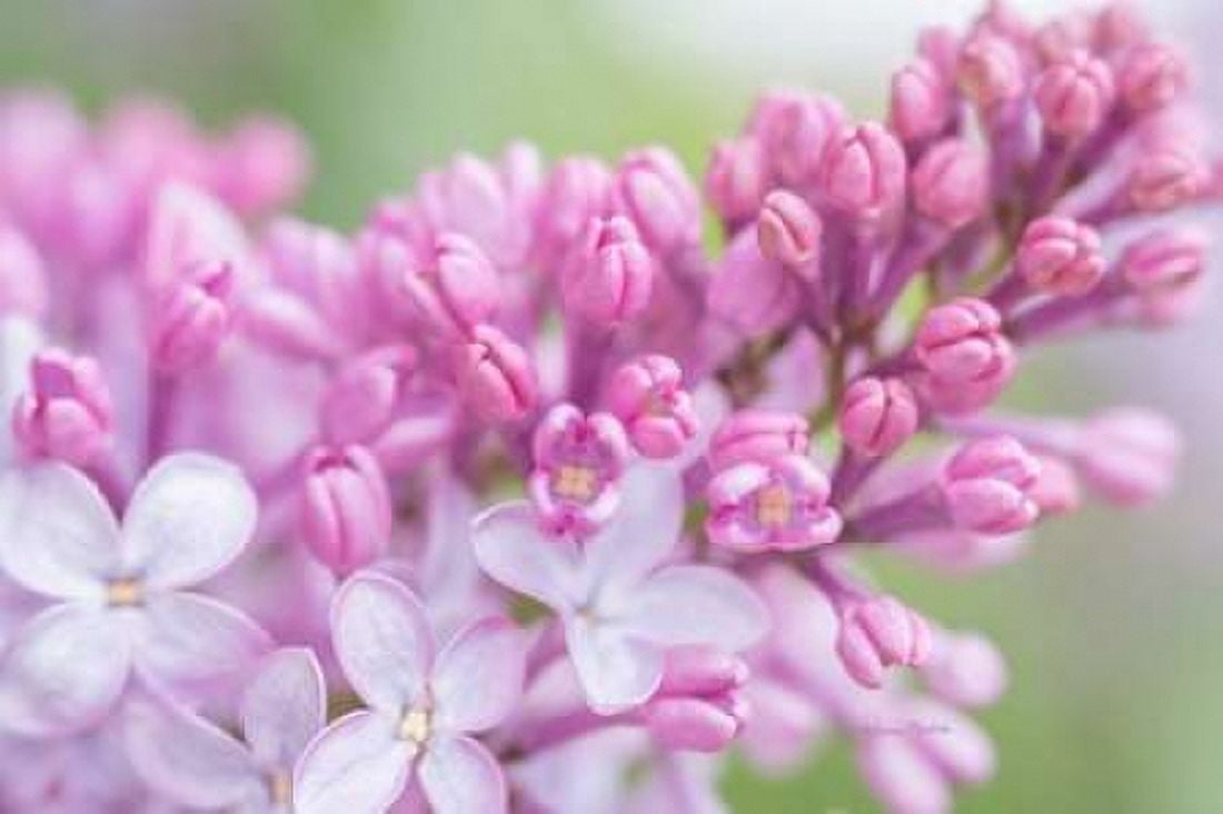 Spring Lilacs I Canvas Art - Ramona Murdock (12 x 18)